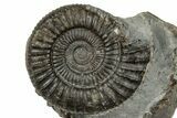 Jurassic Ammonite (Dactylioceras) Fossil - England #351292-1